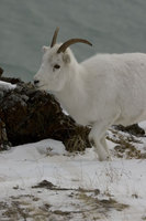 : Ovis dalli; Dall sheep