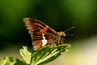 : Espargyreus clarus; Silver-Spotted Skipper