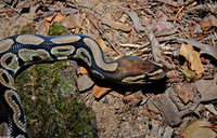 : Python regius; Ball Python, Royal Python