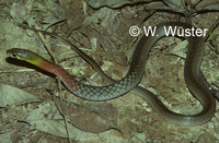 : Rhabdophis subminiatus; Rednecked Keelback