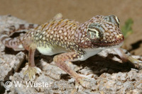 : Stenodactylus doriae; Middle Eastern Short-fingered Gecko