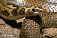 : Suta punctata; Little Spotted Snake