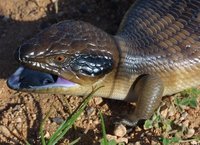 : Tiliqua occipitalis; Western Blue-tongue Skink