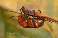 : Nemognatha lurida