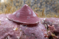 : Acmaea mitra; Whitecap Limpet