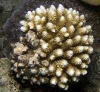 : Acropora nasuta