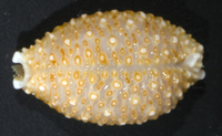 : Cypraea nucleus