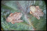: Phyllodesma coturnix; Tent Caterpillar Moth