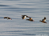 White-winged Scoters were seen just after crossing the bar. 1 October 2006.