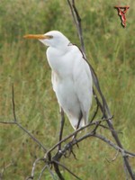 Cattle Egret(Bubulcus ibis)