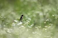 ［ノビタキ］ Siberian Stonechat / Saxicola maura / 13cm