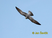 Photo of ostříž lesní, Falco subbuteo, Hobby, Baumfalke