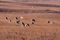 푸스고와 Przewalski's Gazelle (Procapra przewalskii)