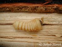 Plagionotus arcuatus