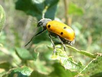 Lachnaia sexpunctata