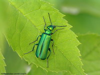 Lytta vesicatoria vesicatoria
