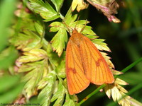 Diacrisia sannio - Clouded Buff