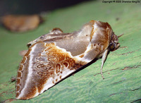 Habrosyne pyritoides - Buff Arches