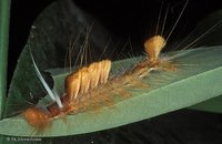 Lymantriidae