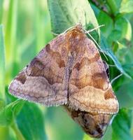 Euclidia glyphica - Burnet Companion