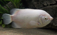 Helostoma temminkii, Kissing gourami: fisheries, aquaculture, gamefish, aquarium