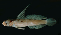 Stonogobiops medon, :