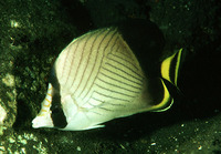 Chaetodon decussatus, Indian vagabond butterflyfish: aquarium
