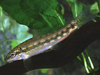 Gyrinocheilus aymonieri, Chinese algae-eater: fisheries, aquarium