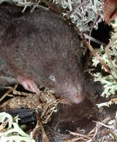 Image of: Blarina brevicauda (northern short-tailed shrew)