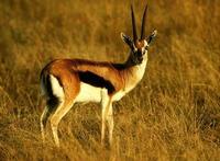 Image of: Eudorcas thomsonii (Thomson's gazelle)