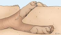 Image of: Geomyidae (pocket gophers)