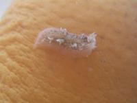 Tritonia hombergi