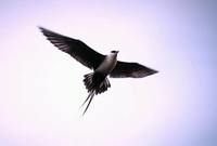 Stercorarius longicaudus - Long-tailed Skua