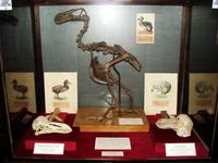 Raphus cucullatus - Dodo