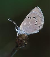 Image of: Glaucopsyche lygdamus (palos verdes blue butterfly)