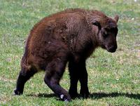 Budorcas taxicolor taxicolor - Mishmi Takin