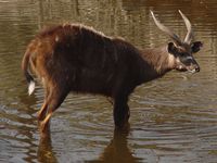 Tragelaphus spekei - Sitatunga