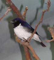 Image of: Cinnyricinclus leucogaster (amethyst starling)