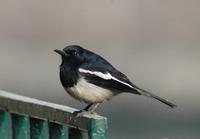 Image of: Copsychus saularis (Oriental magpie-robin)