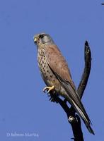 Image of: Falco tinnunculus (common kestrel)