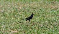 Image of: Lamprotornis purpuropterus (Ruppell's glossy starling)