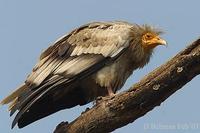 Image of: Neophron percnopterus (Egyptian vulture)