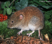 Clethrionomys glareolus - Bank Vole