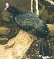 Image of: Pauxi pauxi (northern helmeted curassow)