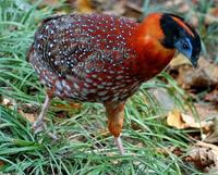 Image of: Tragopan temminckii (Temminck's tragopan)