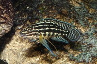 Julidochromis marlieri