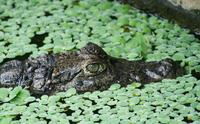 Image of: Caiman crocodilus (spectacled caiman)