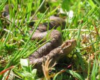 Vipera berus - Adder