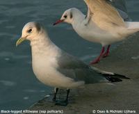 Black-legged Kittiwake - Rissa tridactyla