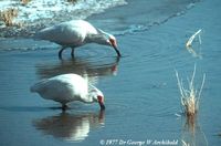 Crested Ibis - Nipponia nippon